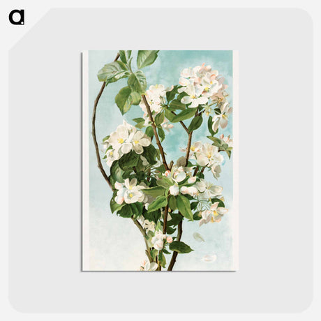 アートポストカード-Apple Blossoms
 - ボストン公共図書館 Postcard.