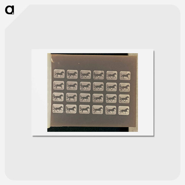 アートポストカード-Racking (Pacing)
 - エドワード マイブリッジ Postcard.