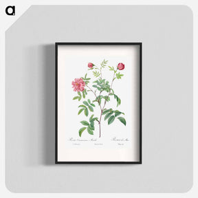 アートポスター-Cinnamon Rose - ピエール ジョゼフ ルドゥーテ Poster.