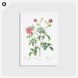 アートポストカード-Cinnamon Rose - ピエール ジョゼフ ルドゥーテ Postcard.