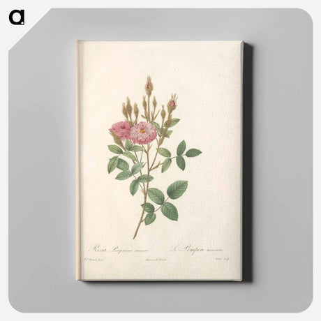アートパネル-Rose illustration - ピエール ジョゼフ ルドゥーテ Canvas.