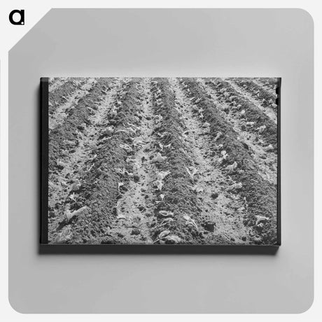 アートパネル-Courthouse, Gonzales, Texas
 - ラッセル リー Canvas.