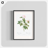 Pale pink flower, Rosa orbefsanea from Les Roses - Pierre Joseph Redouté Poster.