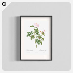 アートポスター-Pale pink flower, Rosa orbefsanea from Les Roses - ピエール ジョゼフ ルドゥーテ Poster.