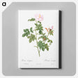 アートパネル-Pale pink flower, Rosa orbefsanea from Les Roses - ピエール ジョゼフ ルドゥーテ Canvas.