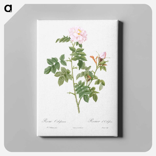 アートパネル-Pale pink flower, Rosa orbefsanea from Les Roses - ピエール ジョゼフ ルドゥーテ Canvas.