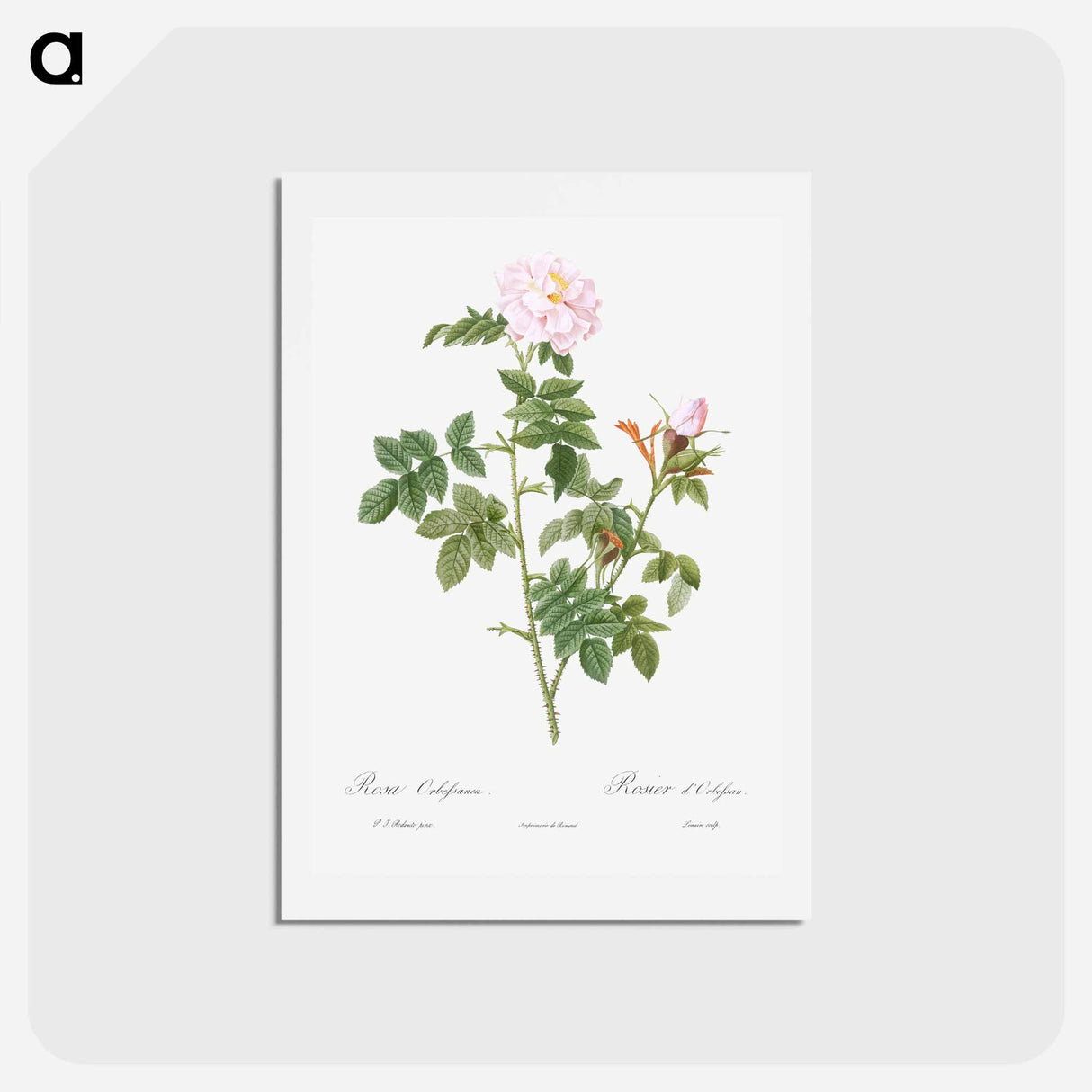 アートポストカード-Pale pink flower, Rosa orbefsanea from Les Roses - ピエール ジョゼフ ルドゥーテ Postcard.