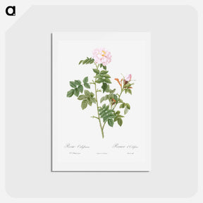 アートポストカード-Pale pink flower, Rosa orbefsanea from Les Roses - ピエール ジョゼフ ルドゥーテ Postcard.