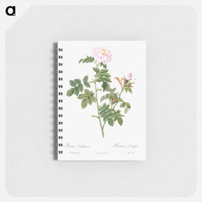 アートメモ帳-Pale pink flower, Rosa orbefsanea from Les Roses - ピエール ジョゼフ ルドゥーテ Memo.