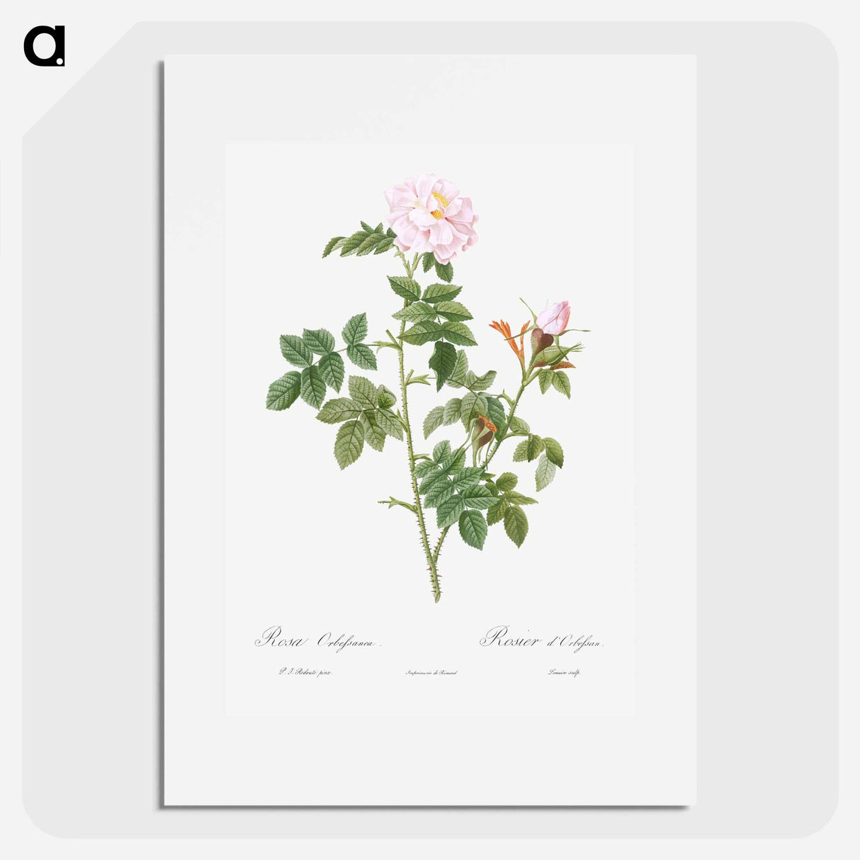 Pale pink flower, Rosa orbefsanea from Les Roses - ピエール ジョゼフ ルドゥーテ Poster.