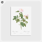 アートポストカード-Pale pink flower, Rosa orbefsanea from Les Roses - ピエール ジョゼフ ルドゥーテ Postcard.