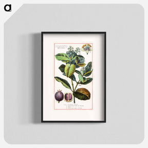 アートポスター-Pimento, Myrtus Pimenta
 - ボストン公共図書館 Poster.