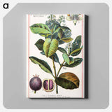 アートパネル-Pimento, Myrtus Pimenta
 - ボストン公共図書館 Canvas.