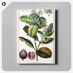 アートパネル-Pimento, Myrtus Pimenta
 - ボストン公共図書館 Canvas.