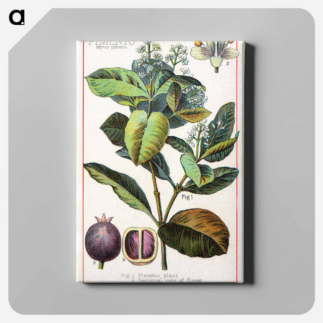 アートパネル-Pimento, Myrtus Pimenta
 - ボストン公共図書館 Canvas.