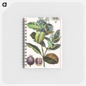 アートメモ帳-Pimento, Myrtus Pimenta
 - ボストン公共図書館 Memo.