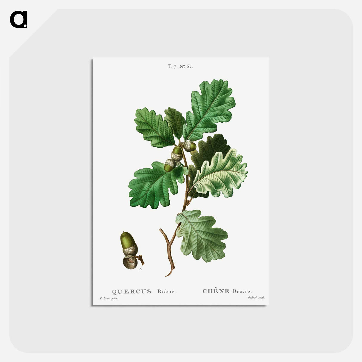 アートポストカード-European oak (Chéne rouvre) - ピエール ジョゼフ ルドゥーテ Postcard.