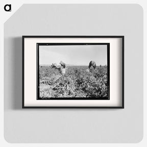 アートポスター-Pea pickers near Calipatria, California - ドロテア ラング Poster.