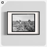 Pea pickers near Calipatria, California - Dorothea Lange Poster.