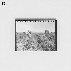 アートメモ帳-Pea pickers near Calipatria, California - ドロテア ラング Memo.