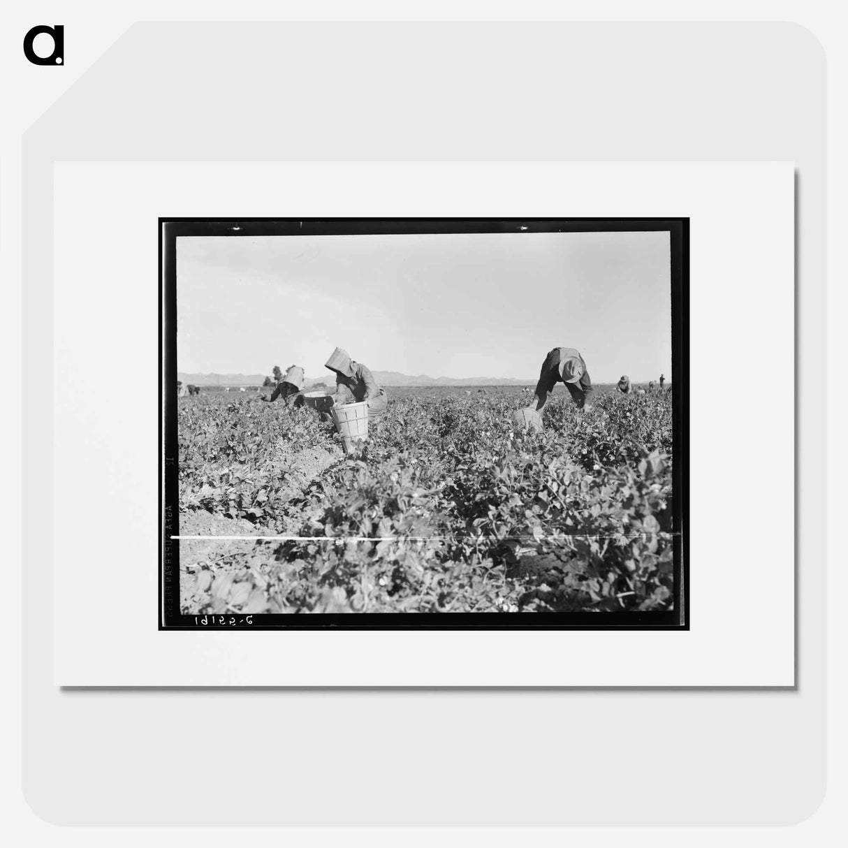 Pea pickers near Calipatria, California - ドロテア ラング Poster.