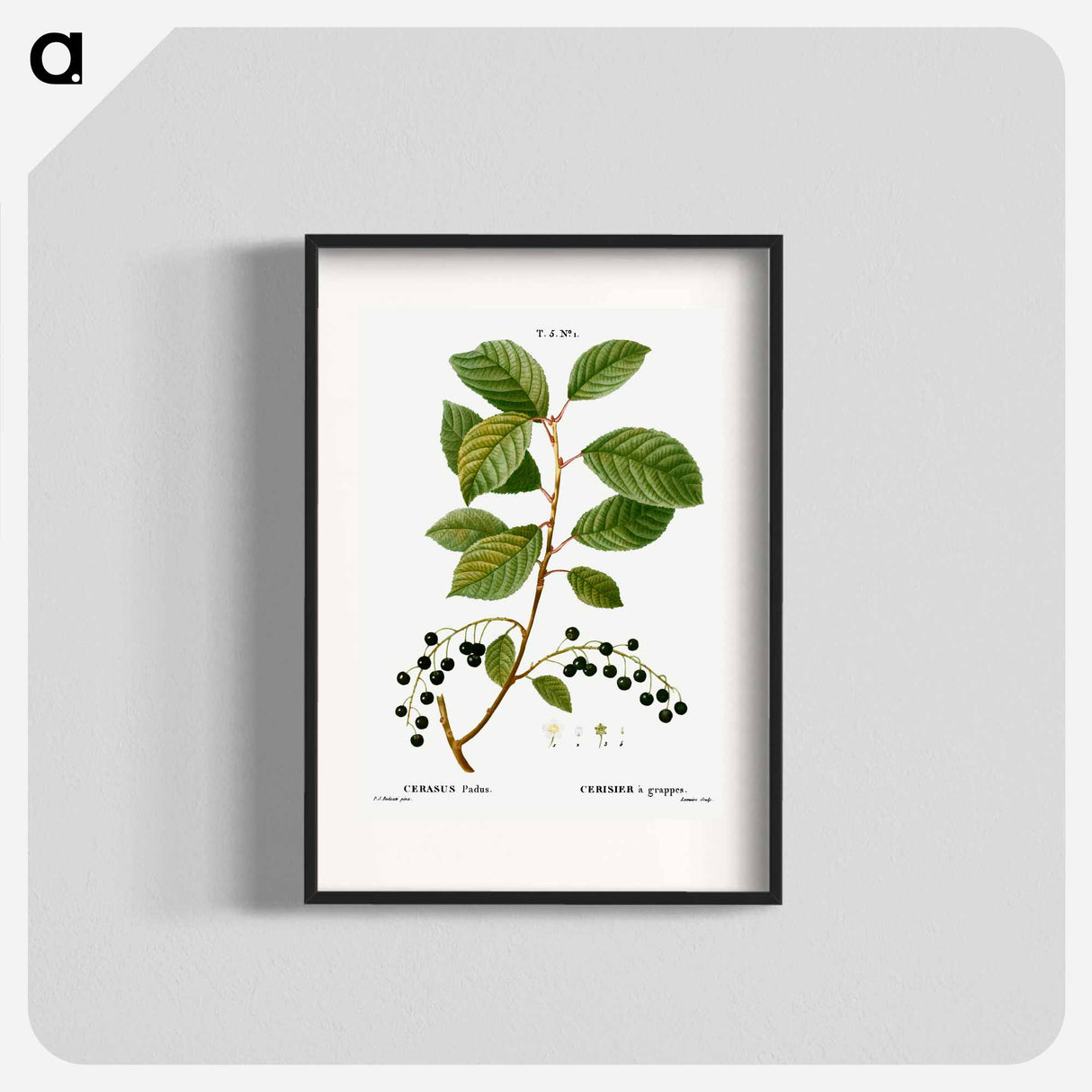 Bird cherry - Pierre Joseph Redouté Poster.
