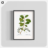 Bird cherry - Pierre Joseph Redouté Poster.