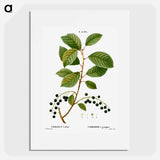 Bird cherry - Pierre Joseph Redouté Poster.
