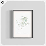 Climbing asparagus fern illustration - ピエール ジョゼフ ルドゥーテ Poster.