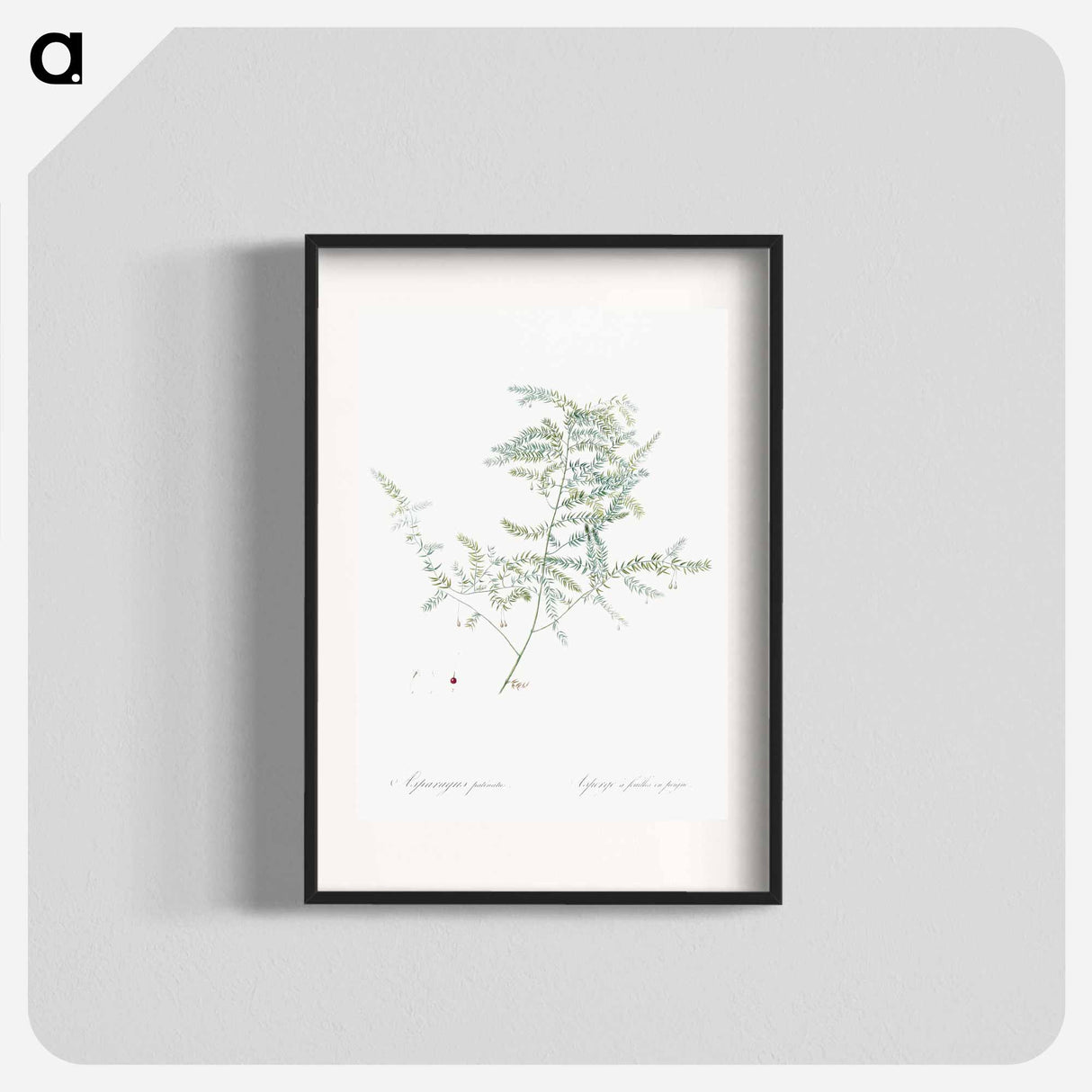 Climbing asparagus fern illustration - Pierre Joseph Redouté Poster.