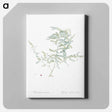 アートパネル-Climbing asparagus fern illustration - ピエール ジョゼフ ルドゥーテ Canvas.