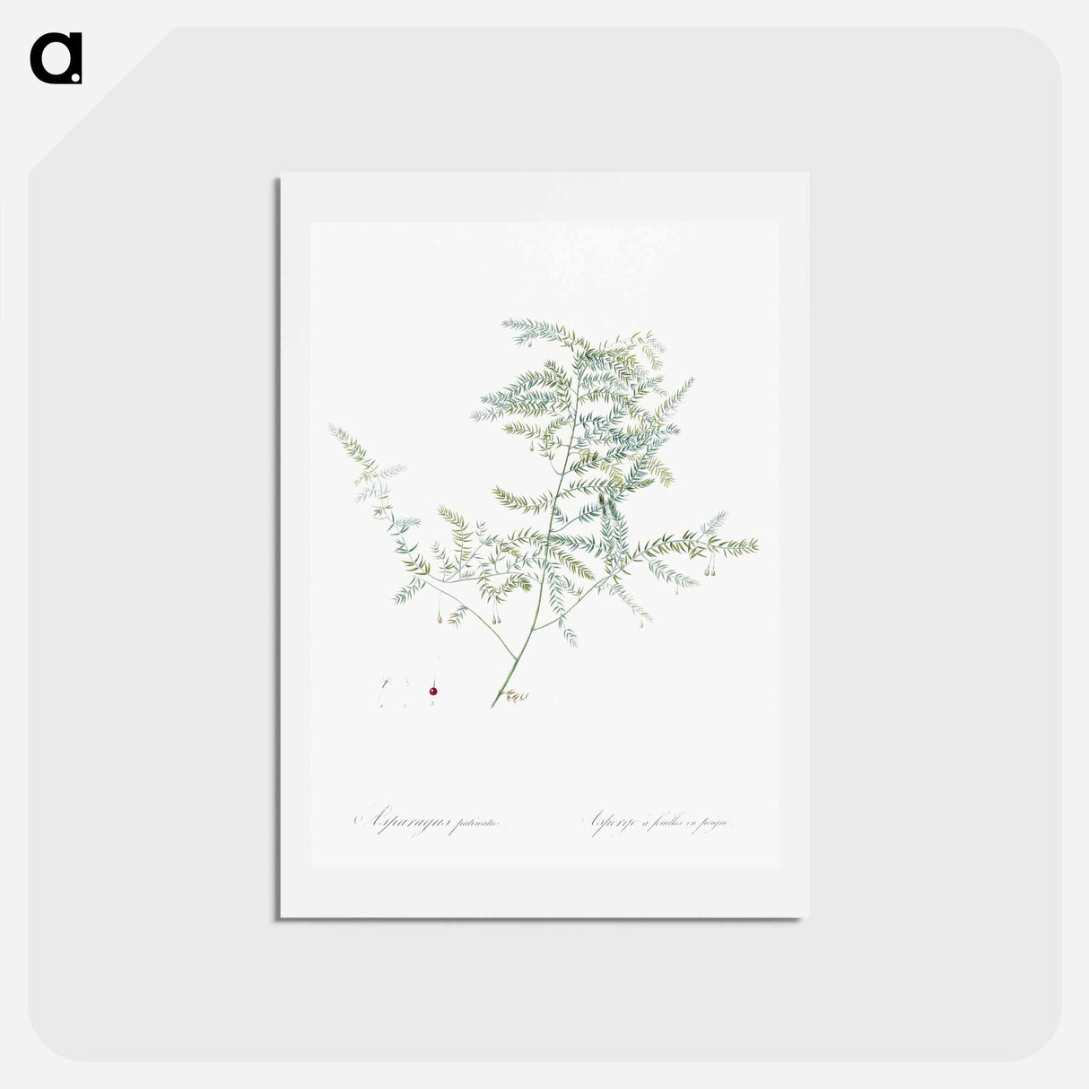 アートポストカード-Climbing asparagus fern illustration - ピエール ジョゼフ ルドゥーテ Postcard.