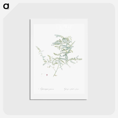 アートポストカード-Climbing asparagus fern illustration - ピエール ジョゼフ ルドゥーテ Postcard.