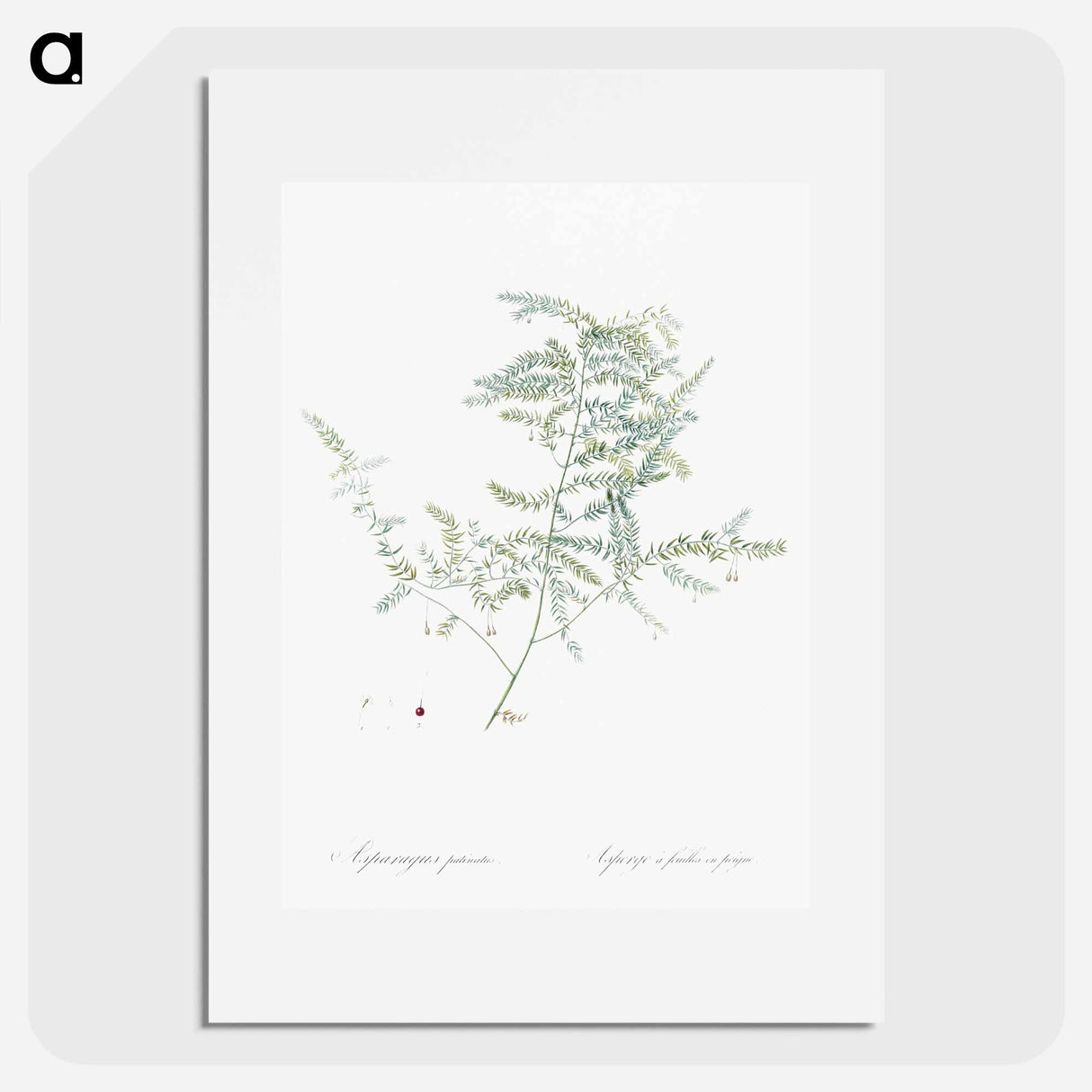 Climbing asparagus fern illustration - ピエール ジョゼフ ルドゥーテ Poster.