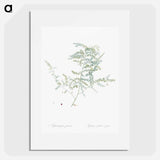 Climbing asparagus fern illustration - ピエール ジョゼフ ルドゥーテ Poster.