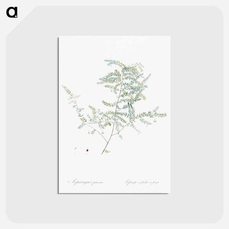 アートポストカード-Climbing asparagus fern illustration - ピエール ジョゼフ ルドゥーテ Postcard.