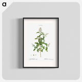 Wild privet - Pierre Joseph Redouté Poster.