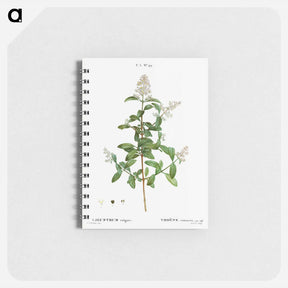アートメモ帳-Wild privet - ピエール ジョゼフ ルドゥーテ Memo.