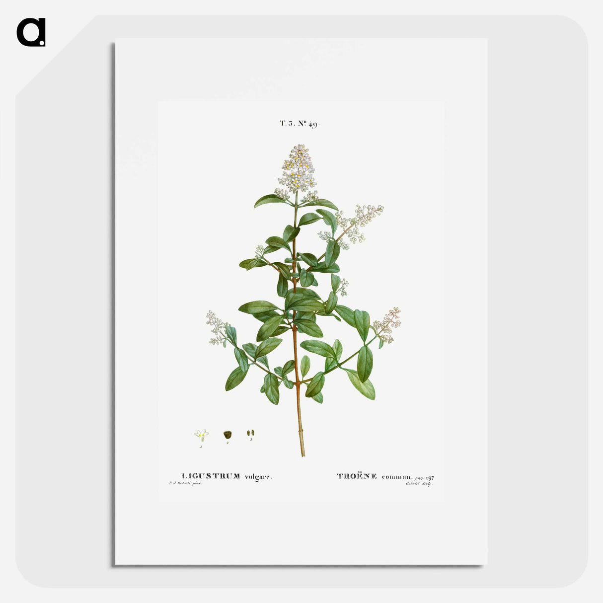 Wild privet - Pierre Joseph Redouté Poster.