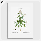 Wild privet - Pierre Joseph Redouté Poster.