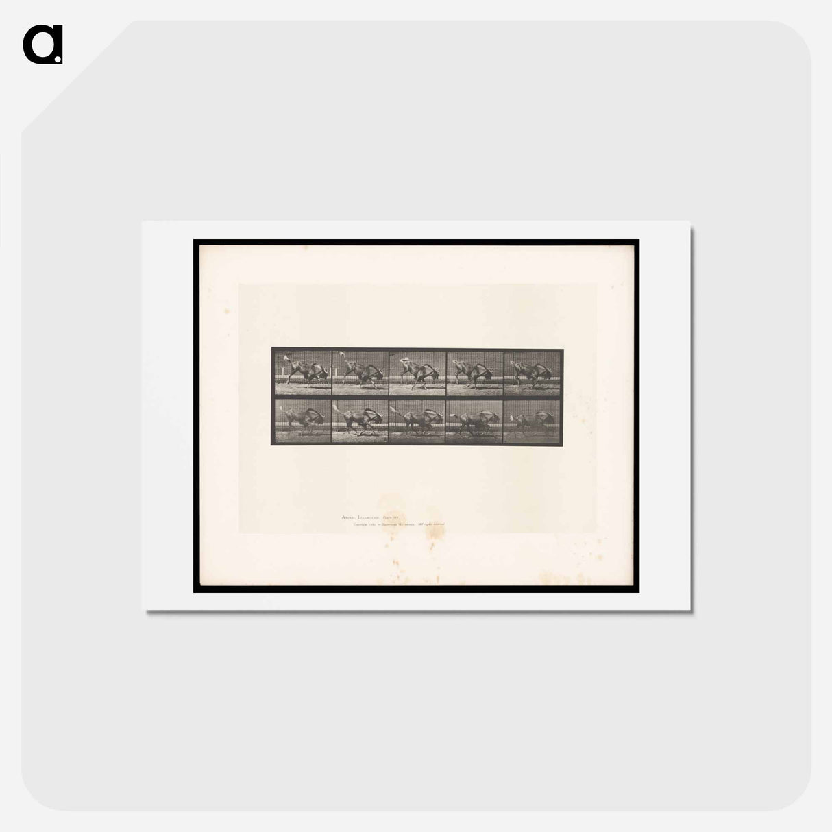 アートポストカード-Bucking Gnu
 - エドワード マイブリッジ Postcard.