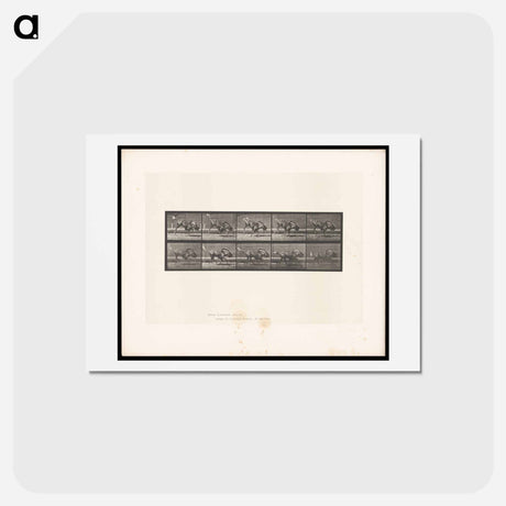 アートポストカード-Bucking Gnu
 - エドワード マイブリッジ Postcard.