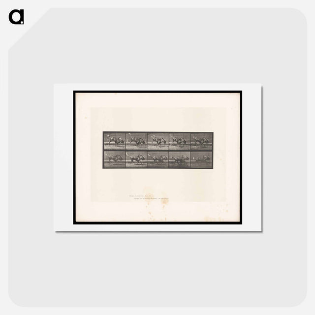 アートポストカード-Bucking Gnu
 - エドワード マイブリッジ Postcard.