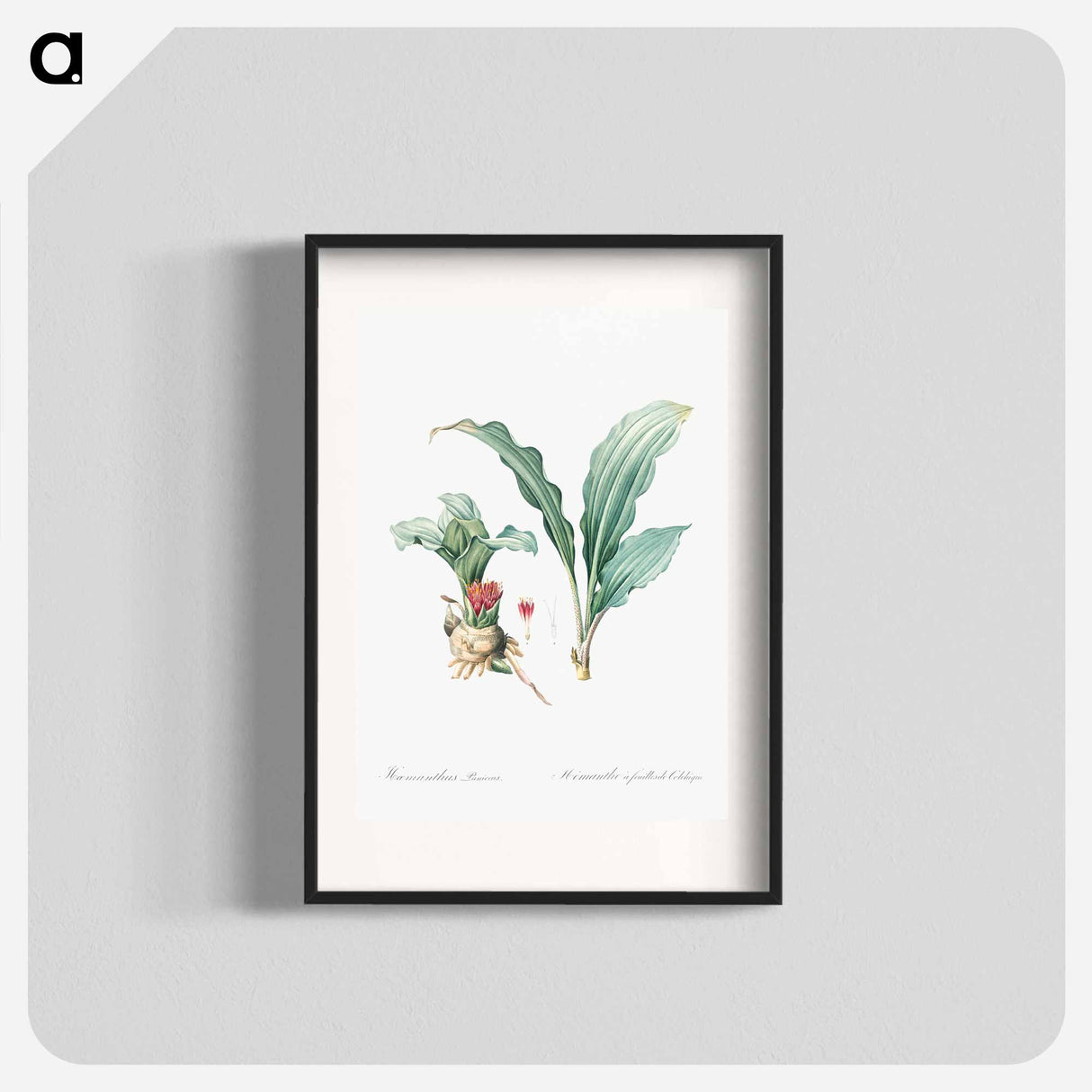 Paintbrush lily illustration - Pierre Joseph Redouté Poster.