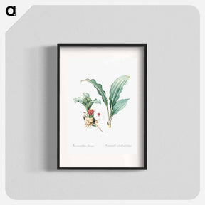 アートポスター-Paintbrush lily illustration - ピエール ジョゼフ ルドゥーテ Poster.