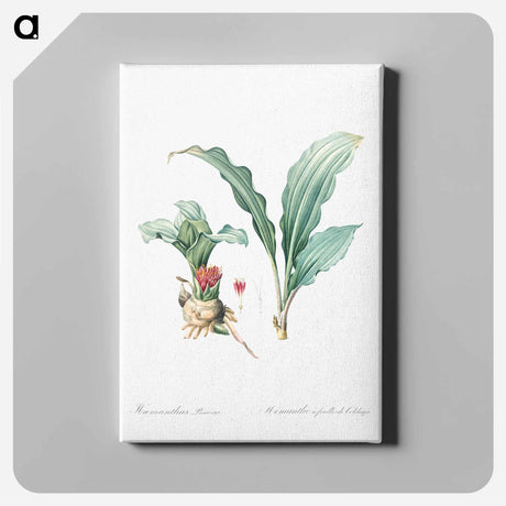 アートパネル-Paintbrush lily illustration - ピエール ジョゼフ ルドゥーテ Canvas.