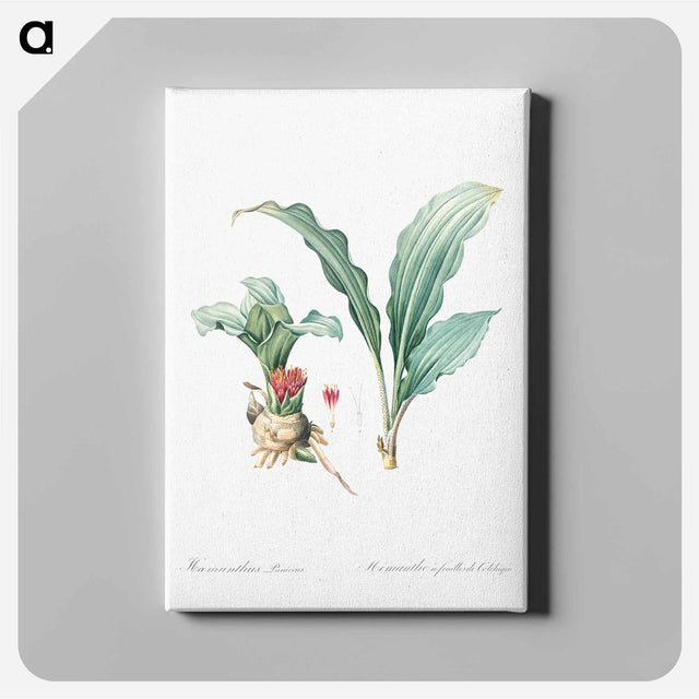 アートパネル-Paintbrush lily illustration - ピエール ジョゼフ ルドゥーテ Canvas.