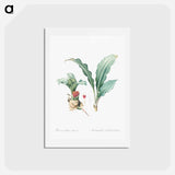 アートポストカード-Paintbrush lily illustration - ピエール ジョゼフ ルドゥーテ Postcard.