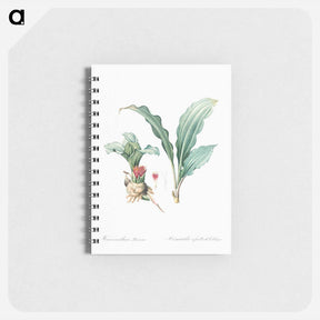 アートメモ帳-Paintbrush lily illustration - ピエール ジョゼフ ルドゥーテ Memo.