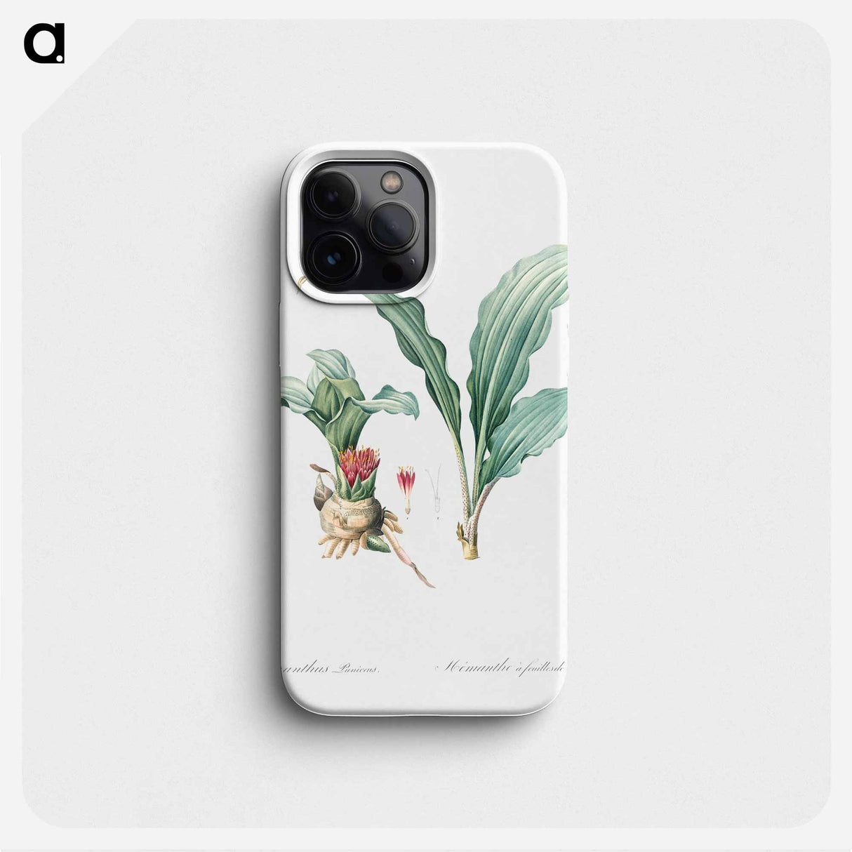 Paintbrush lily illustration - Pierre Joseph Redouté Phone Case.